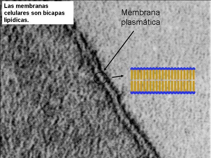 Todas las membranas de las células