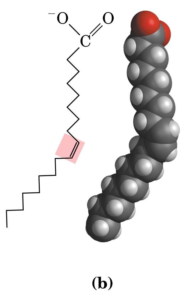 Los saturados (sin dobles enlaces) forman estructuras rectas Grupo carboxilo
