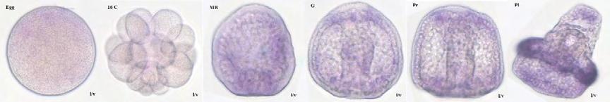 σεροτονερικά κύτταρα του κορυφαίου οργάνου, καθώς και σε κύτταρα της βλεφαριδωτής ζώνης και του μεσαίου στομάχου. Sip1 Εικόνα 65: Ιστοειδικό πρότυπο έκφρασης του Sip1.