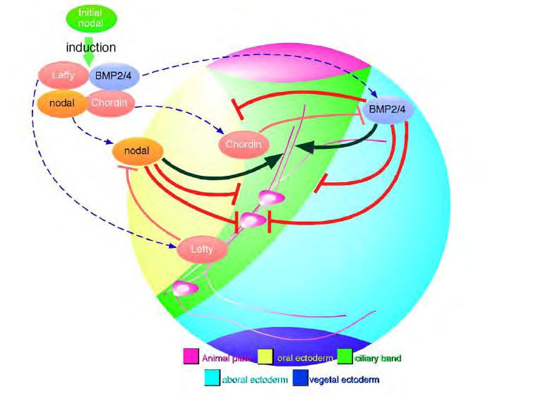 Εικόνα 14: Η Nodal/BMP 2/4 σηματοδότηση και ο καθορισμός του ραχιαιοκοιλιακού άξονα και των περιοχών του στοματικού εξωδέρματος (κίτρινο),, αντιστοματικού εξωδέρματος(γαλανό) και βλεφαριδωτής ζώνης