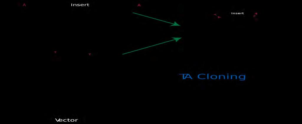 3.6) Κλωνοποίηση προϊόντων PCR σε φορείς pgem-t easy Αντίδραση Λιγάσης Χρησιμοποιώντας τον πλασμιδιακό φορέα pgem-t easy σε αναλογία με τα DNAs που πήραμε από τις PCR 1 προς 3, μπορέσαμε να