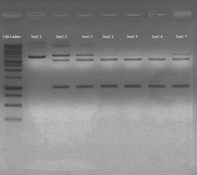 4.3) Πέψεις ελέγχου πλασμιδιακού DNA Έπειτα τη πλασμιδιακή απομόνωση των φορέων που πιθανά, περιέχουν το ένθεμα που επιθυμούμε, πρέπει να σιγουρευτούμε ότι οι επιλεγμένες από εμάς αποικίες, περιέχουν