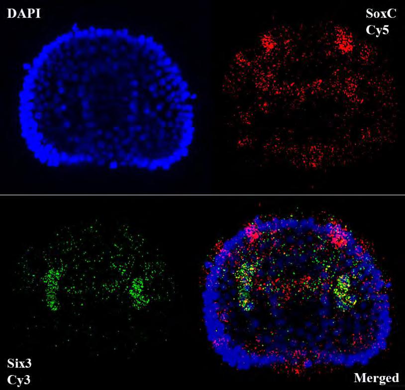 Εικόνα 56: Συνεντοπισμός SoxC-Six3 σε έμβρυα αχινού στο στάδιο του