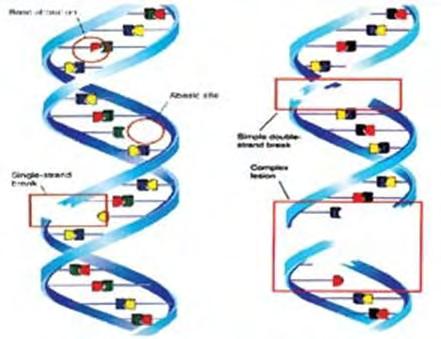 Σχήμα 4: (α) Απλό και (β) διπλό σπάσιμο της