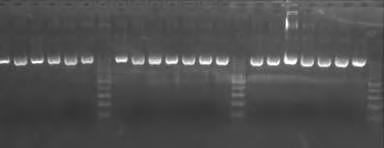 Εικόνα 7. PCR του 16S rrna γονιδίου Είδος n (%) S. epidermidis 55 (76.4) S. capitis 8 (11.1) S. hominis 4 (5.6) S. lentus 3 (4.2) S. warneri 2 (2.8) Πίνακας 18.