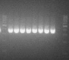 Εικόνα 9. Ενδεικτικά αποτελέσματα ενίσχυσης με PCR του εσωτερικού τμήματος του πρώτου αντιγράφου του 23S rrna των σταφυλοκόκκων 6.