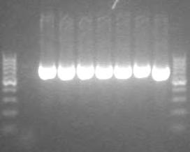 Εικόνα 10. Ενδεικτικά αποτελέσματα ενίσχυσης με PCR του τμήματος που αντιστοιχεί στις βάσεις 12-731 της περιοχής V του 23S rrna των εντεροκόκκων Εικόνα 11.