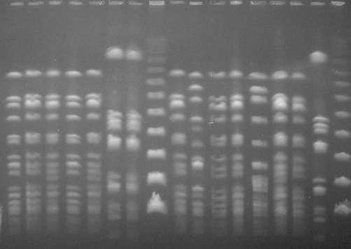 epidermidis και S. capitis Εικόνα 15.