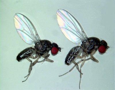 МАТЕРИЈАЛ И МЕТОДЕ 3. МАТЕРИЈАЛ И МЕТОДЕ 3.1. Биолошки материјал Јединке Drosophila subobscurа (Слика 4) су прикупљене у буковој шуми на планини Гоч у Србији (Abieto-fagetum; N 43 33'28.