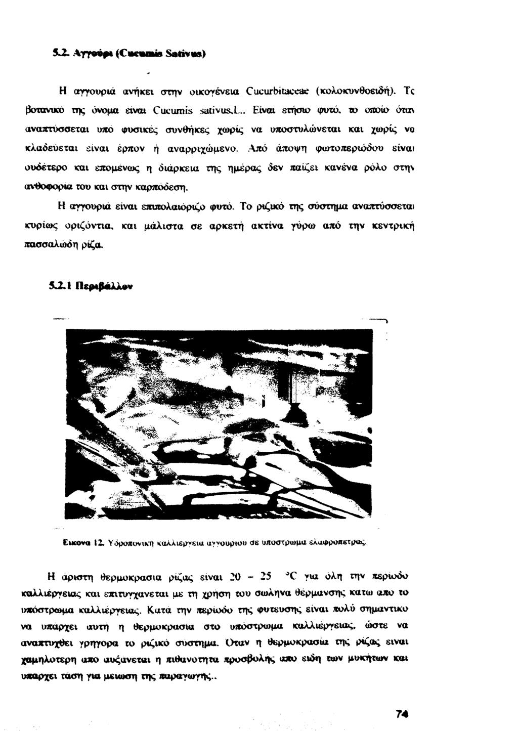 5-2- Αγγβάφ» (C i s S a t iv» ) Η αγγούρια ανήκει στην οικογένεια Cucurbitaccae (κολοκυνθοειδή). Tc [3οτπνικο της όνομα είναι Cucumis sativus.l.