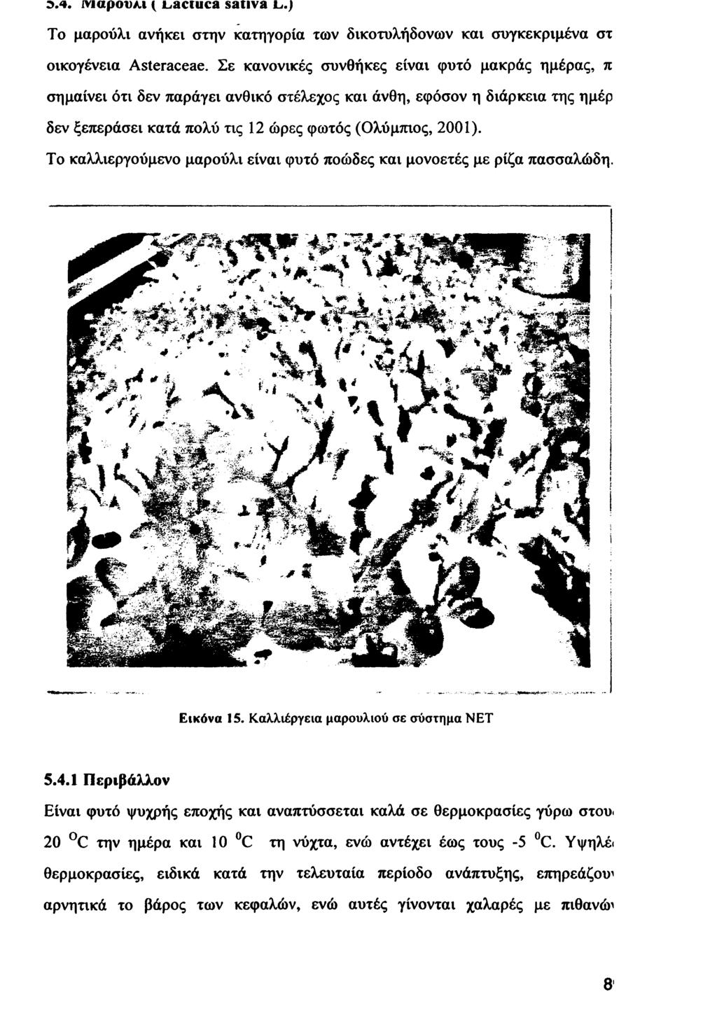 9.4. Μαρούλι ( JLactuca sativa L.) To μαρούλι ανήκει στην κατηγορία των δικοτυλήδονων και συγκεκριμένα στ οικογένεια Asteraceae.