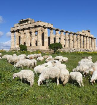 Η ΑΙΓΟΠΡΟΒΑΤΟΤΡΟΦΙΑ ΜΕΡΙΚΑ ΣΤΟΙΧΕΙΑ Αποτελεί παραδοσιακά τον δυναμικότερο κλάδο