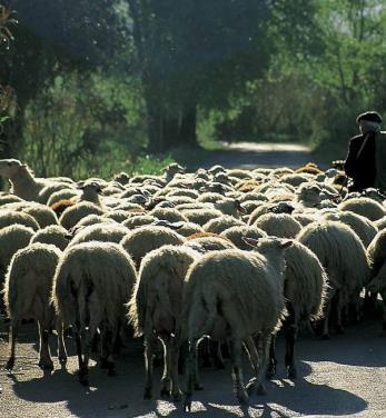 Η ΑΙΓΟΠΡΟΒΑΤΟΤΡΟΦΙΑ Η ΑΓΟΡΑ ΤΗΣ ΕΛΛΑΔΑΣ Μόλις το 5%-7% των αιγοπροβατοτρόφων είναι