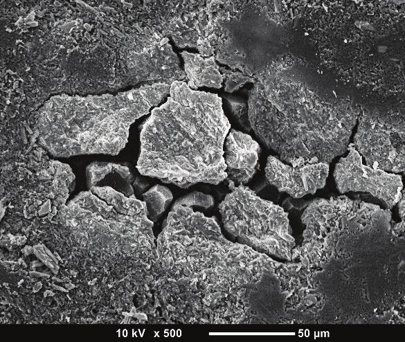 SEM images of a Mg