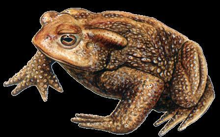 Υρύνοι Toads Μεγαλόσωμοι, ρωμαλέοι βάτραχοι με πολύ