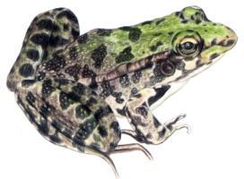 Κοινοί βάτραχοι Frogs Οικογένεια Ranidae: πράσινοι & καφέ βάτραχοι.