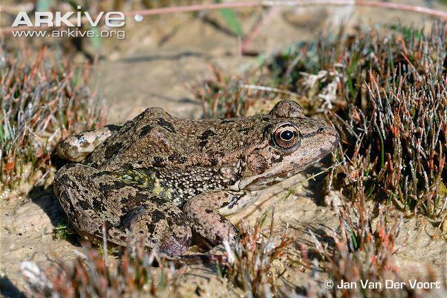 Κρθτικόσ Βάτραχοσ-Cretan water frog (Pelophylax cretensis) Ενδημικό της Κρήτης. Απαντάται σε μόνιμα ή εποχικά τέλματα, λιμνούλες, αποστραγγιστικά κανάλια καθώς και σε ρυάκια.