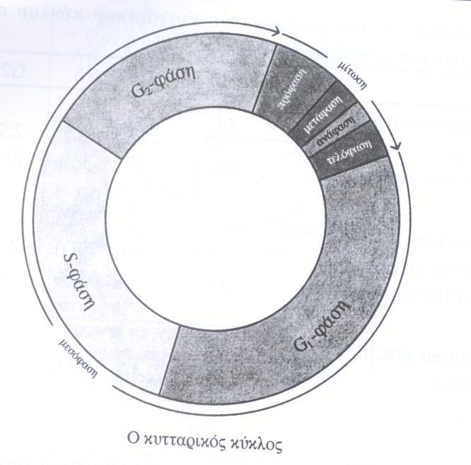 Κυτταρικός κύκλος: Μιτωτική και μειωτική διαίρεση του πυρήνα Ο κυτταρικός κύκλος περιλαμβάνει 5 φάσεις: Τη Μεσόφαση και τις 4 Φάσεις της Μιτωτικής διαίρεσης (Πρόφαση, μετάφαση, ανάφαση,