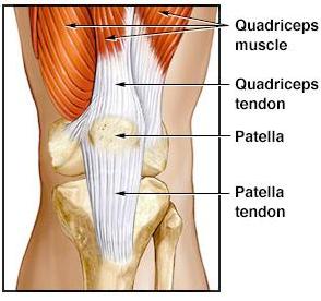 12 Οι δομές της άρθρωσης του γόνατου Σχήμα 2.