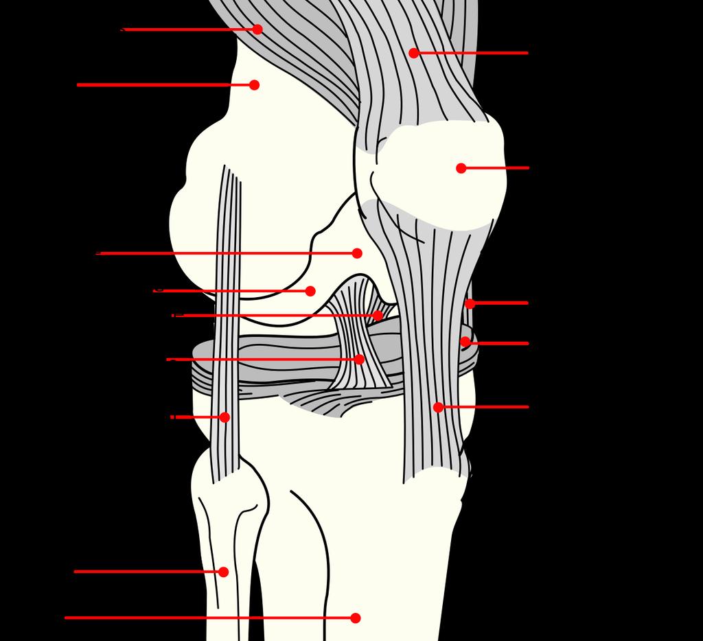 4 Έξω Πλάγιοι Σύνδεσμοι Ο έξω πλάγιος σύνδεσμος (Lateral Collateral Ligament ή LCL) αποτελεί τον κύριο