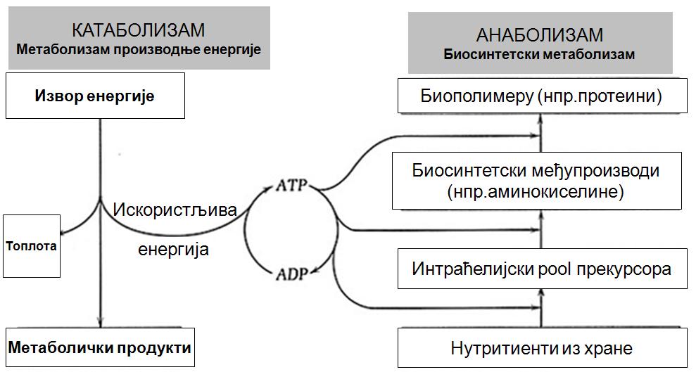 састојака ћелија од простих прекурсора, при чему се врши потрошња енергије која се добија из процеса катаболизма.