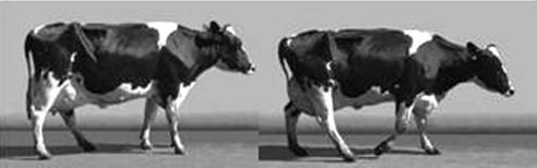 Табела 12: Оцена хромости код крава скалом 1-5 (Sprecher, 1997) Оцена хромости Стајање / Кретање 1. Нормалан корак Крава нормално корача.