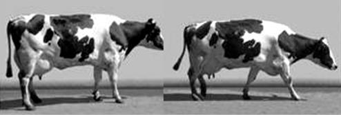 Неравномеран корак Крава корача скоро нормално. Леђна линија је равна приликом стајања животиње.