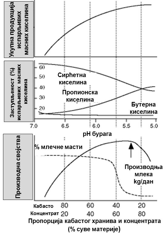 Слика 8: Међусобни утицај врсте хранива, ph вредности бурага, производње нижих масних киселина и количине и квалитета произведеног млека Глуконеогенеза представља најзначајнији пут обезбеђивања