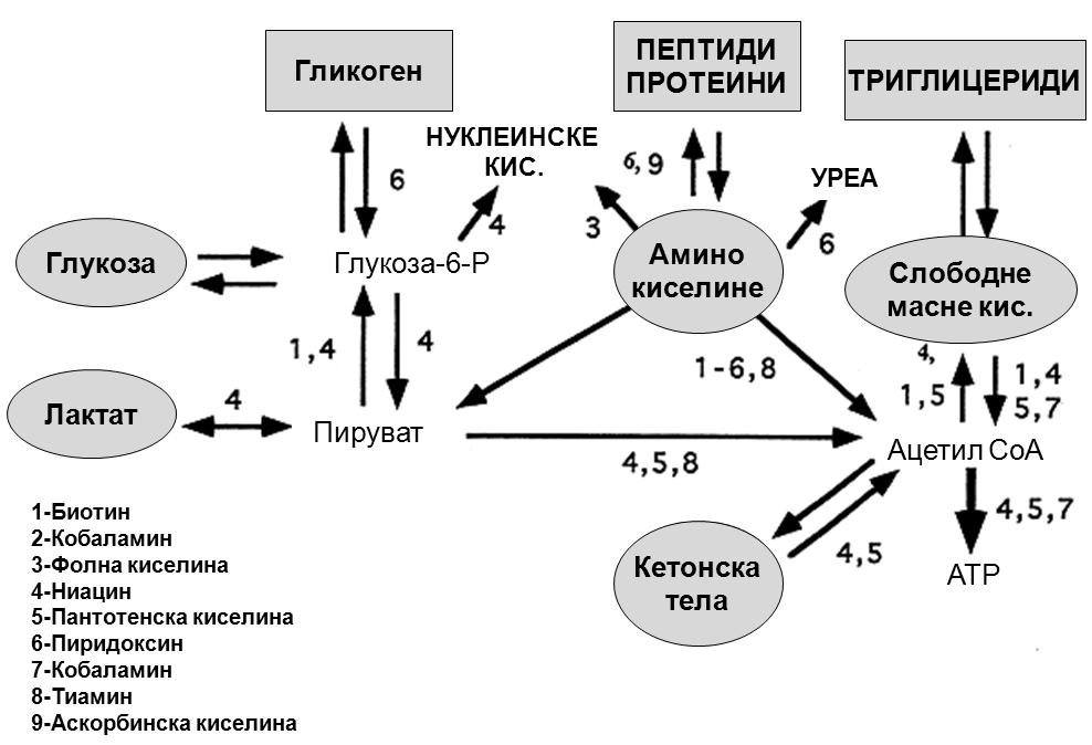 смањује степен акумулације триглицерида у хепатоцитима у периоду ране лактације, која настаје као резултат обраде већих количина неестерификованих масних киселина, које су дошле крвотоком из масних