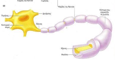 Εικόνα 7: Νευρώνας με τις θήκες μυελίνης και τους κόμβους Ranvier.