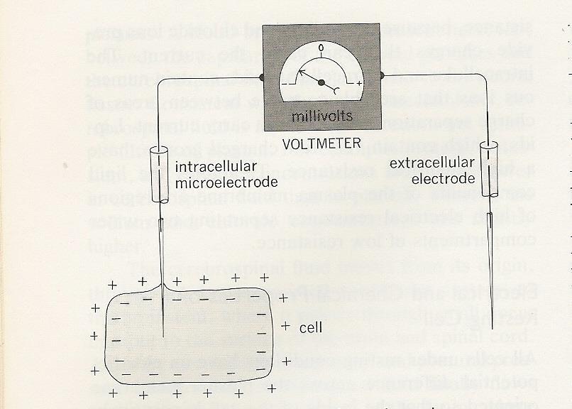 διαπεράσει την μεμβράνη. Η διάμετρος της άκρης του μικροηλεκτρόδιου είναι τόσο μικρή σε σχέση με το μέγεθος του κυττάρου χωρίς να μπορεί να διαταράξει την κυτταρική ισορροπία.