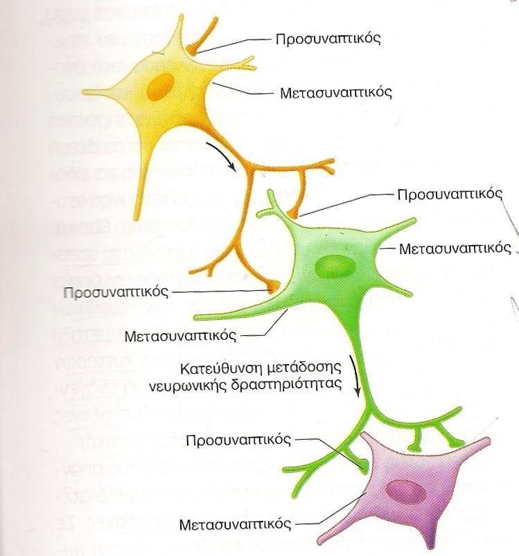 Εικόνα 5: α) Διαγραμματική αναπαράσταση νευρώνα, β) Νευρώνας όπως φαίνεται στο μικροσκόπιο.