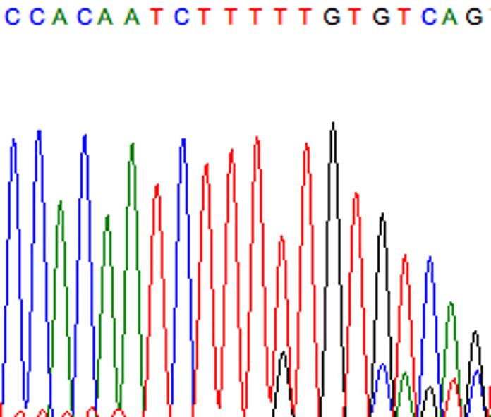 for Sanger sequencing of the VHL,