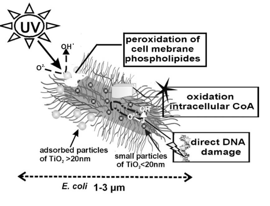 Ένα επιπλέον στοιχείο στη διαλεύκανση του μηχανισμού της φωτοκαταλυτικής απολύμανσης είναι η καταστροφή της ενδοτοξίνης, η οποία είναι ένα εσωτερικό στοιχείο της κυτταρικής μεμβράνης του