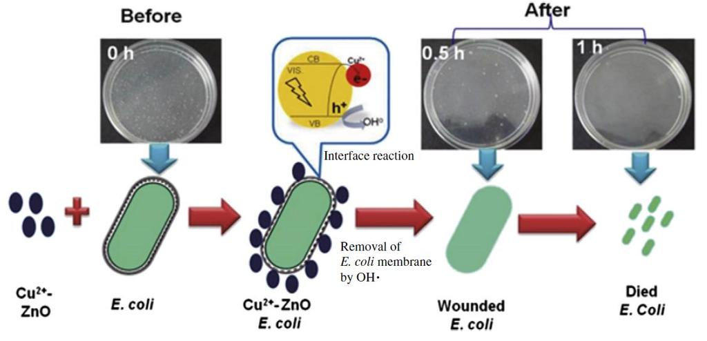 Εικόνα 25. Απεικόνιση του μηχανισμού δράσης των ιόντων χαλκού (Cu 2+ ) του φωτοκαταλύτη Cu 2+ /ZnO σε παθογόνους μικροοργανισμούς (αναπαραγόμενο από [233]).