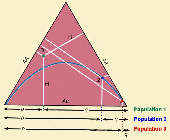 Διάγραμμα de Finetti Προτάθηκε από τον Ιταλό Βιοστατιστικό Bruno de Finetti (1906-1985) Είναι ένα τρίγωνο με μήκος πλευράς 1, καθεμιά από τις οποίες αντιστοιχεί στους 3 δυνατούς γονότυπους (AA, Aa,