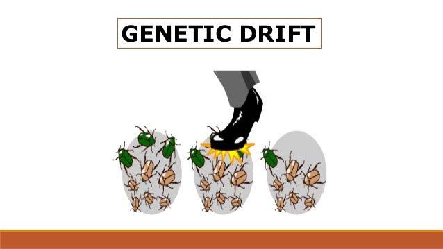 Γενετική απόκλιση (Genetic drift) Γενετική απόκλιση ονομάζεται το φαινόμενο της μεταβολής της γονιδιακής συχνότητας σε ένα πληθυσμό για λόγους τυχαίους και ανεξάρτητους από τη φορεία του αλληλόμορφου