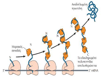 1.1 ΜΟΡΙΑΚΟΙ ΣΥΝΟΔΟΙ (Molecular Chaperones) Τα νεοσυντιθέμενα πολυπεπτίδια που απελευθερώνονται από τα ριβοσώματα, θα πρέπει να αποκτήσουν σωστή τρισδιάστατη διαμόρφωση την οποία και θα διατηρήσουν