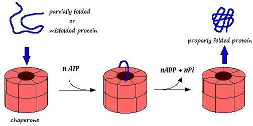 Εικόνα 1: Οι μοριακοί συνοδοί συνδέονται στο νεοσυντιθέμενο πολυπεπτίδιο αποτρέποντας τη λανθασμένη αναδίπλωση ή το σχηματισμό αδιάλυτων συσσωματωμάτων του άμινο-τελικού τμήματος του πολυπεπτιδίου,