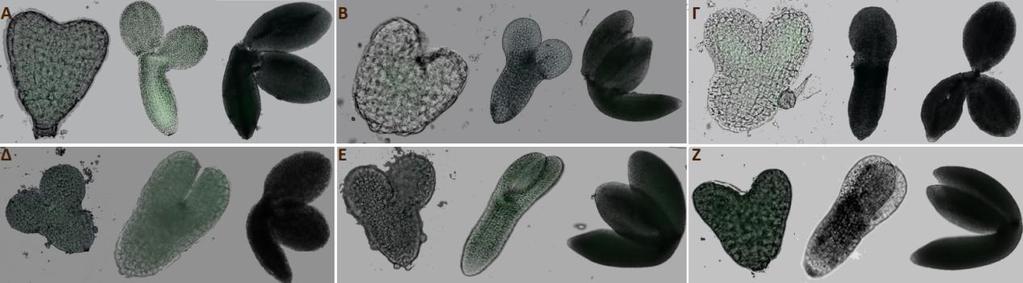 3.1 ΧΕΙΡΙΣΜΌΣ ΕΜΒΡΥΩΝ Arabidopsis με GDA Μέσα από την παρούσα μελέτη διερευνάται η συμβολή το HSP90 πρωτεϊνών σε στη μεταγωγή σινιάλων σε αναπτυξιακά μονοπάτια.