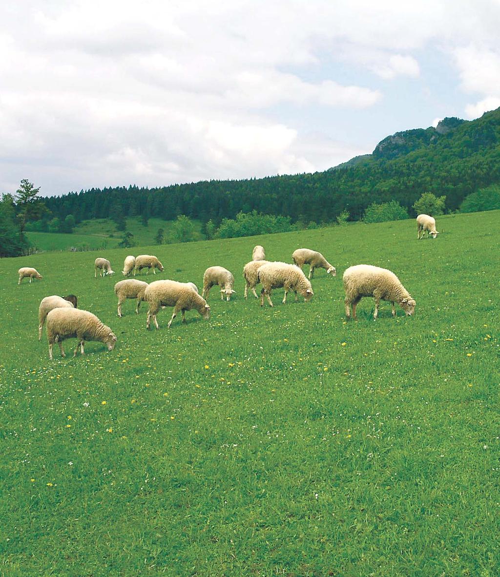 CHOV OVIEC a KÔZ Vydáva Zväz chovateľov oviec a kôz na Slovensku - družstvo pre priaznivcov chovu číslo 4 /