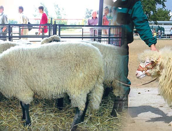 zaujímavý nielen pre priaznivcov chovu ale najmä pre samotných chovateľov, ktorí mohli