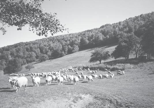vykonal predseda ZCHOK na Slovensku Ing. František Kurilla. Po občerstvení a vzájomnom rozhovore sme boli navštíviť niekoľko chovateľov oviec.
