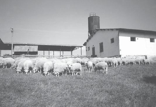 naše družstvo nútené znížiť stavy oviec na 2 100 kusov (v r.1995). V súčasnosti sa stavy oviec stabilizovali na úroveň 2 750 kusov, z toho je 1 530 bahníc.