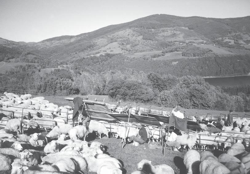 Tento proces začal v rokoch 1950 1957 u súkromných chovateľov p. Ondreja Bútora a p. Martina Parobeka a od roku 1957 sa aj naše družstvo začalo zúčastňovať zošľachťovacieho procesu.