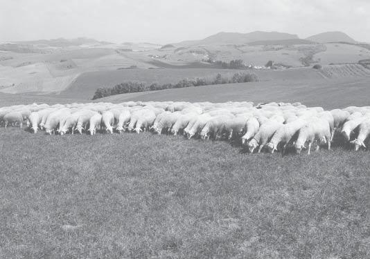 Na začiatku roka 2004 chovali 1390 ks oviec, z toho 984 bahníc; ku koncu roka to bolo už 1692 oviec (918 bahníc). Vyprodukovali 190 153 l ovčieho mlieka.