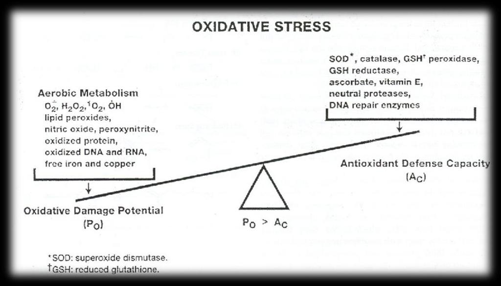 ΟΞΕΙΔΩΤΙΚΟ ΣΤΡΕΣ Το οξειδωτικό στρες είναι μία διαταραχή στην ισορροπία