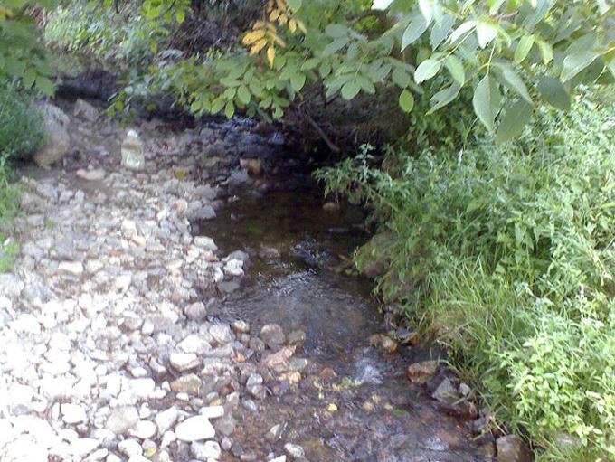 ЗЛАТИЦА Истраживањима реке Златице спроведеним у периоду од 2011. године до данас утврђено је да и у њеним изворишним деловима живи и малобројна популација аутохтоне поточне пастрмке Salmo cf.