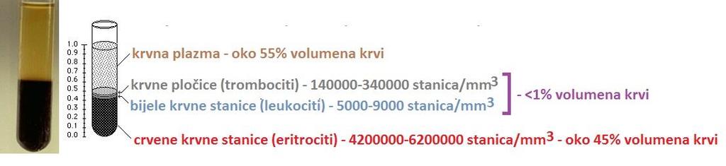 Krvna plazma: -žućkasta tekućina, izvanstanična tekućina, koja se dobiva nakon uklanjanja krvnih tjelešaca centrifugiranjem tj.