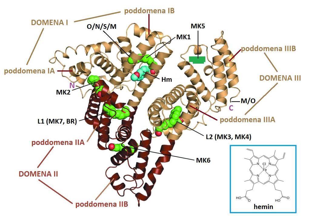 Albumin: najzastupljeniji protein krvne plazme (50-65% ukupnih proteina) -66 kda, molekula sadrţi više veznih mjesta za različite supstrate (tvari koje prenosi): elemente u tragovima (npr.